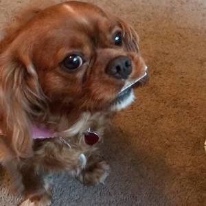 Meet your Posher, Kerri